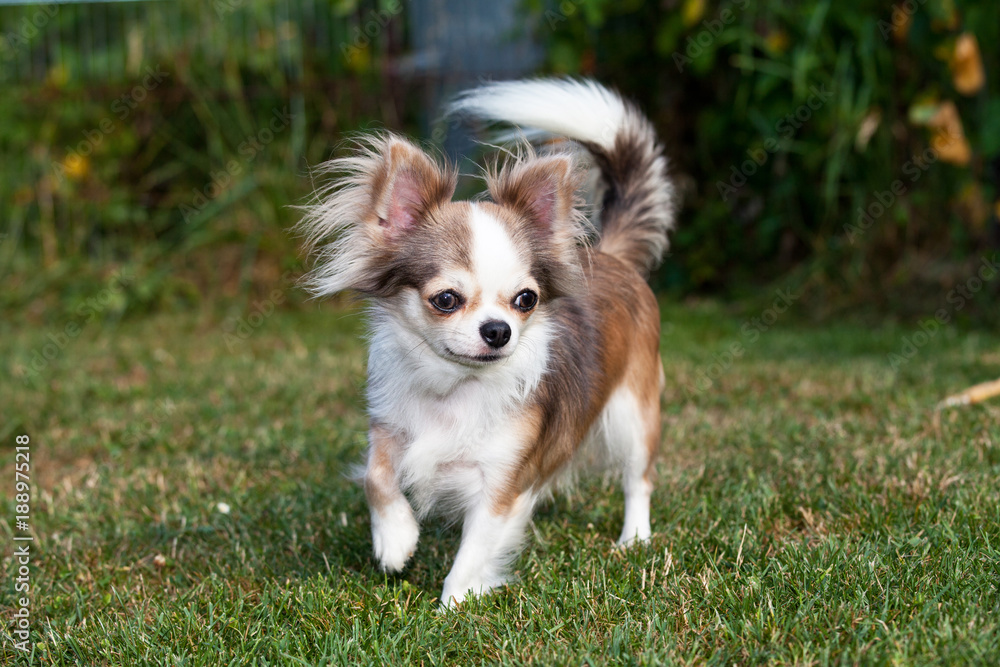 Portrait of nice chihuahua dog