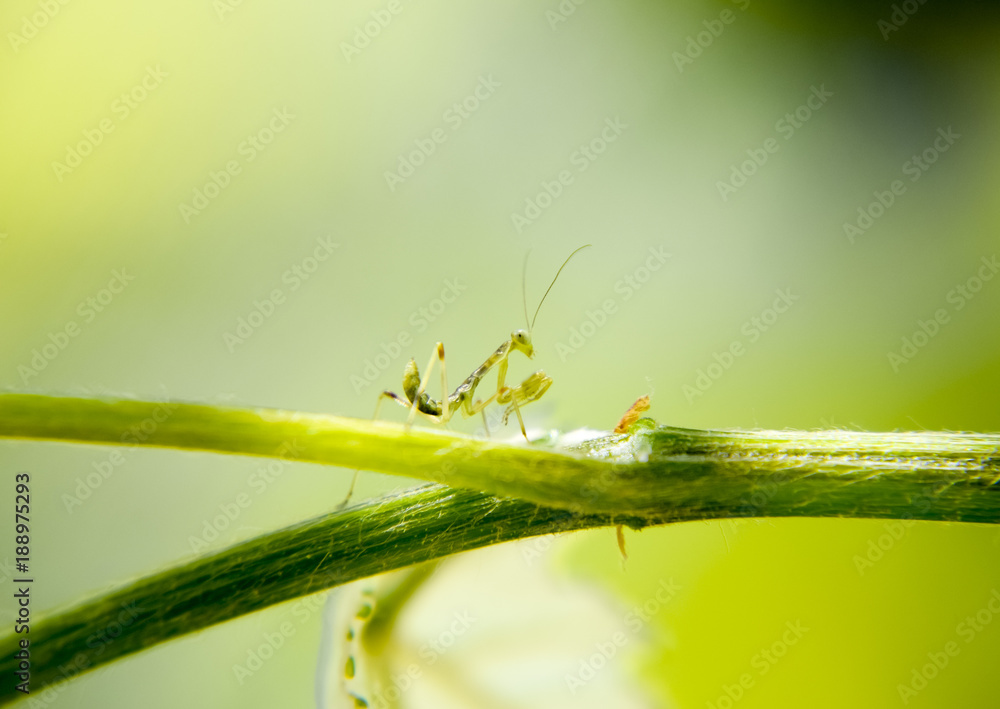Larva of the mantis. Nymph mantis, Growing insect. Larva of the mantis. Nymph mantis, Growing insect.