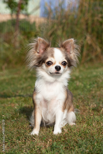 Portrait of nice chihuahua dog