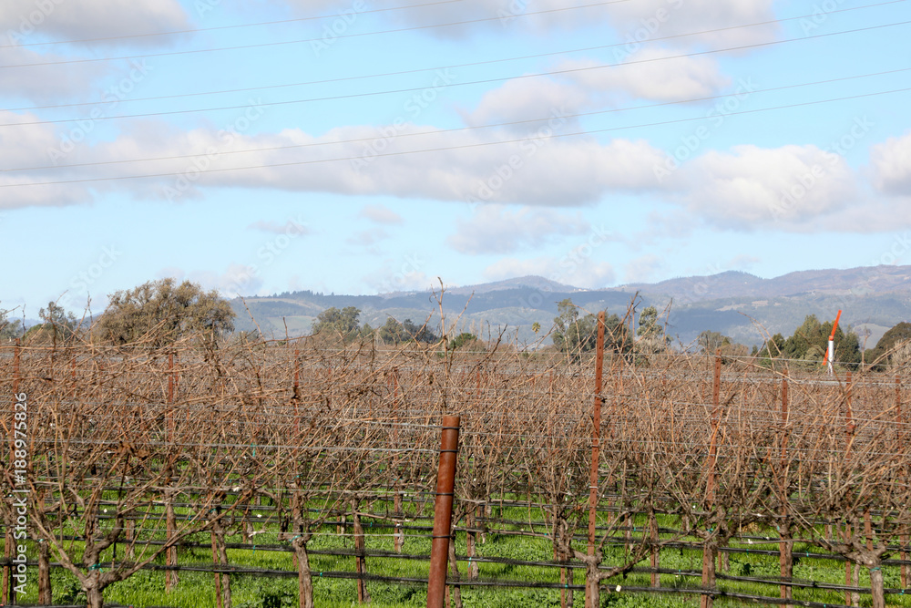 California vineyards in winter with mountains and cloudy sky