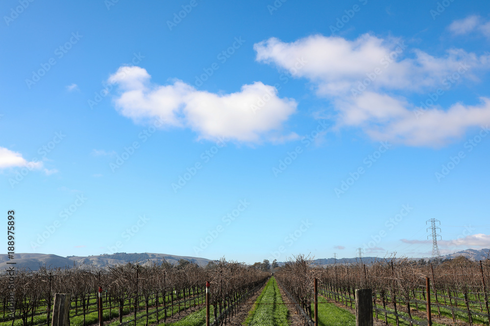 Winter sky above California vineyards