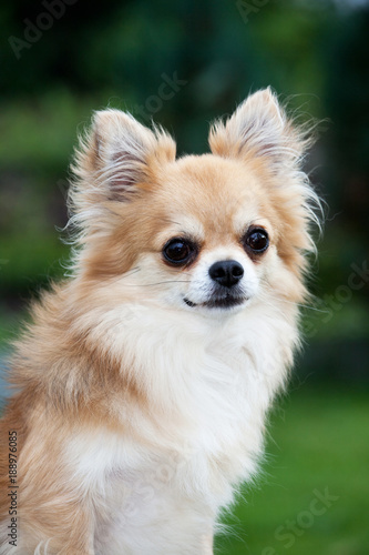 Portrait of nice chihuahua dog