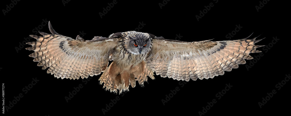 Isolated on black background, Eagle owl, Bubo bubo, giant owl flying directly at camera with fully outstretched wings. Owl with bright orange eyes. Nocturnal bird of prey in back light. - obrazy, fototapety, plakaty 