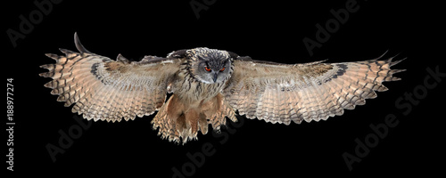 Isolated on black background, Eagle owl, Bubo bubo, giant owl flying directly at camera with fully outstretched wings. Owl with bright orange eyes. Nocturnal bird of prey in back light. photo