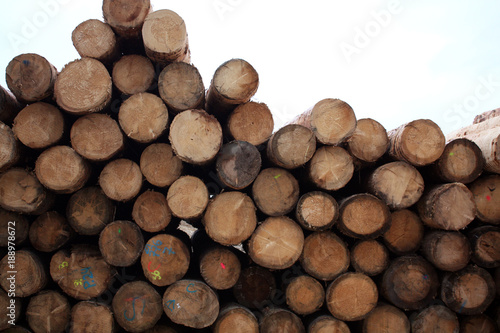 Obraz na płótnie Background of round timber wood at production at the factory w salonie