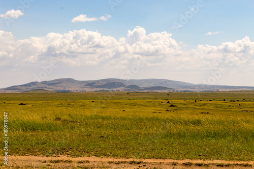 View of the savannah in Maasai Mara Park Kenya