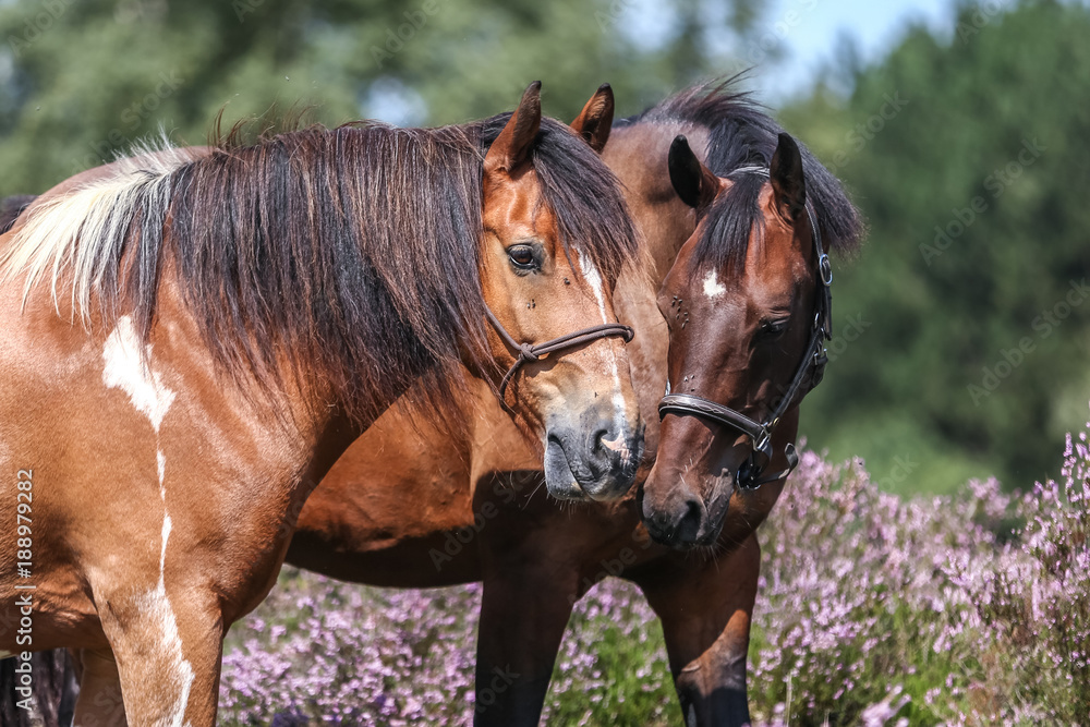 Obraz premium Pferdekuss in der Heide