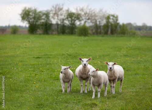 Vier Schafe auf einer Weide in der Wesermarsch