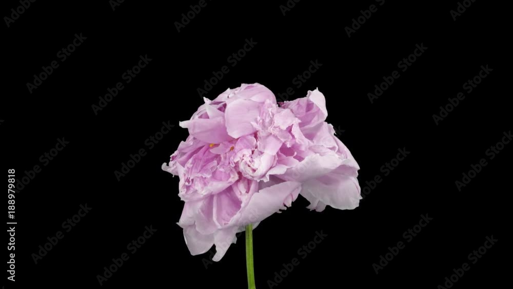 Time-lapse of rotating and dying pink Peony 1c4 in 4K PNG+ format with ALPHA transparency channel isolated on black background
Time-lapse of rotating and dying pink Peony 1c4 in 4K PNG+ format with ALPHA transparency channel isolated on black background