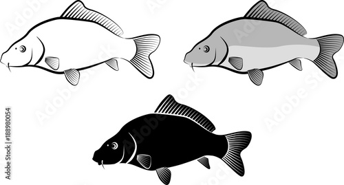 isolated carp fish