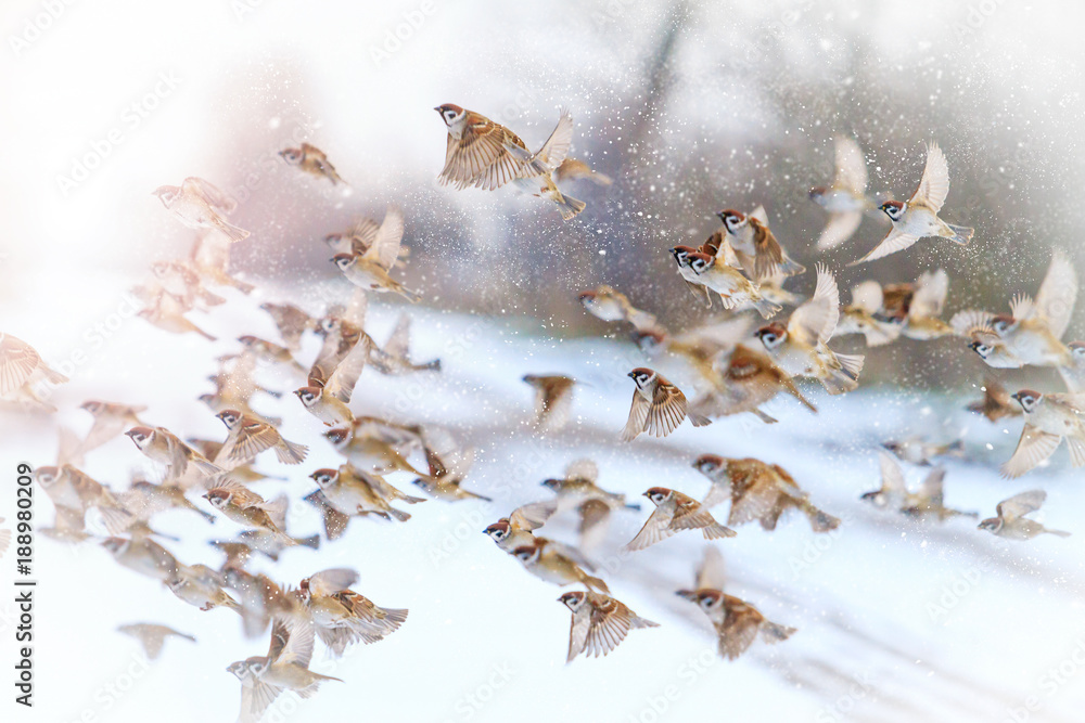 Fototapeta premium beautiful birds in winter sunny day fly