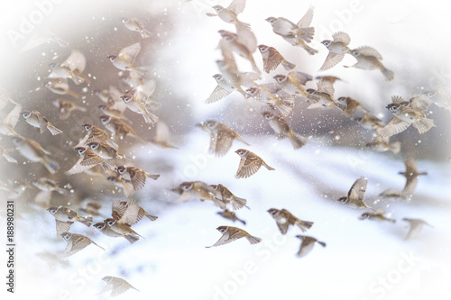 sparrows fly on a snowy sunny winter day