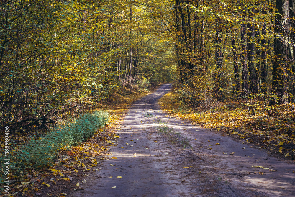 Obraz premium Autumnal colours of Kampinos Forest National Park in Masovia region of Poland