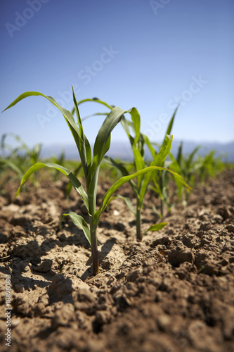 Young corn seedling grows at spring 