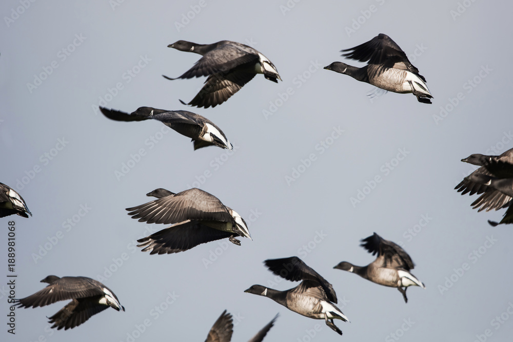 Fototapeta premium Brent Goose, Branta bernicla 