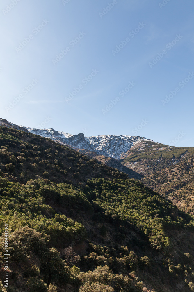 Obraz premium montaña nevada sobre bosque de pinos