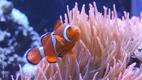 close up tracking shot of an orange and white clownfish and its host anenome