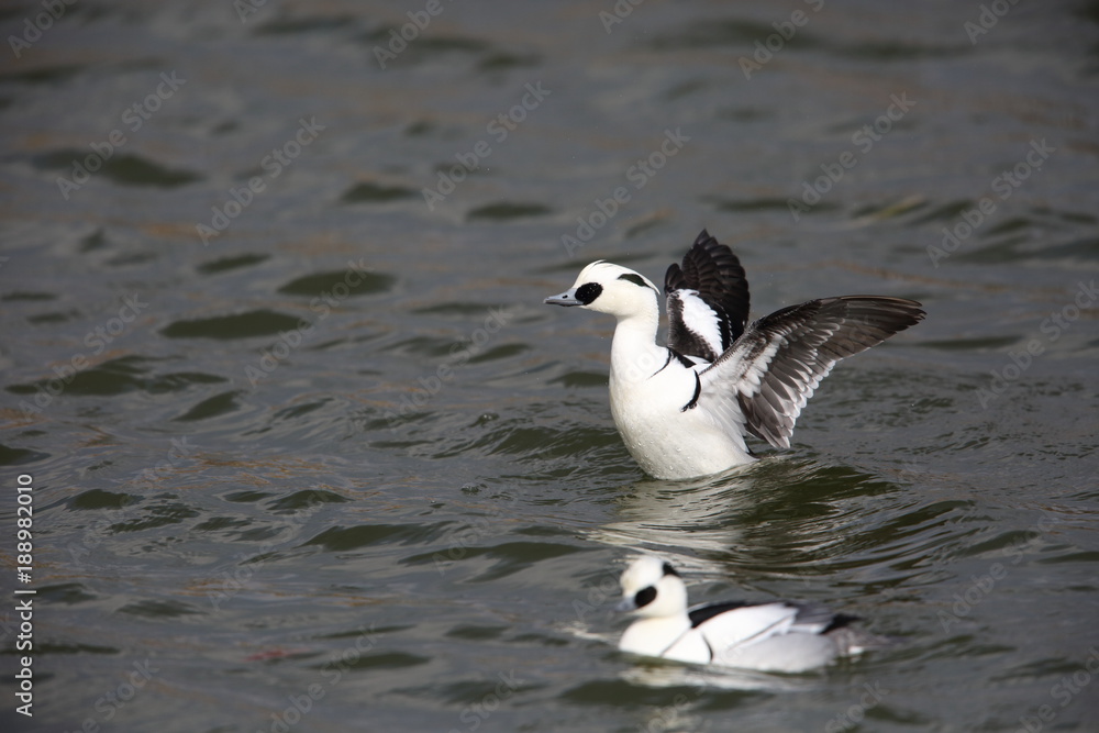 Smew (Mergus albellus) in Japan Smew (Mergus albellus) in Japan