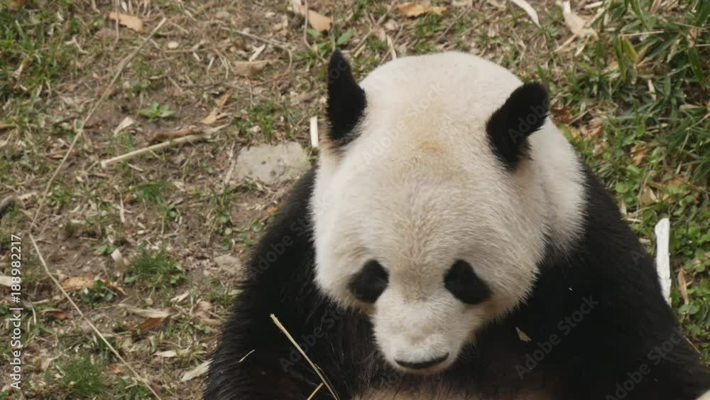 close up of a giant panda feeding on bamboo at the national zoo in washington d.c. close up of a giant panda feeding on bamboo at the national zoo in washington d.c.