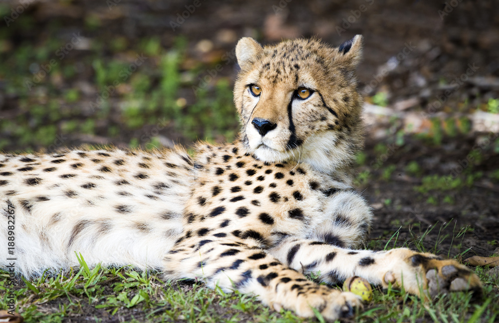 Cheetah Relaxing Cheetah Relaxing