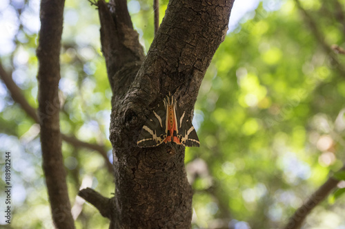 Euplagia quadripunctaria, called Jersey tiger, day-flying moth in Petaloudes, Rhodos photo