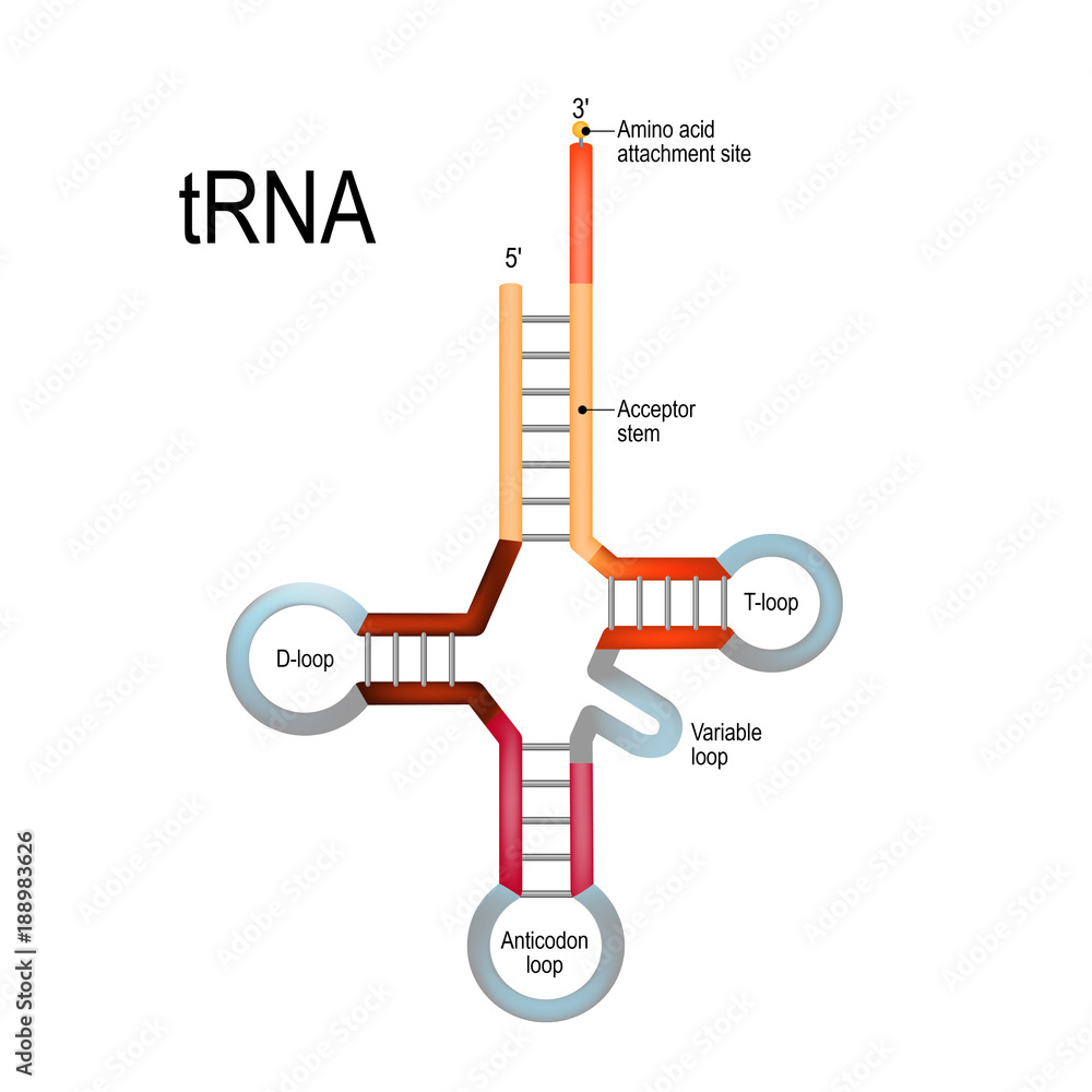Transfer Rna Trna Stock Vector Adobe Stock