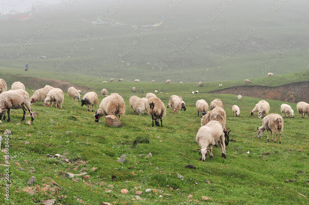 Obraz premium 중국 운남성의 목장 풍경