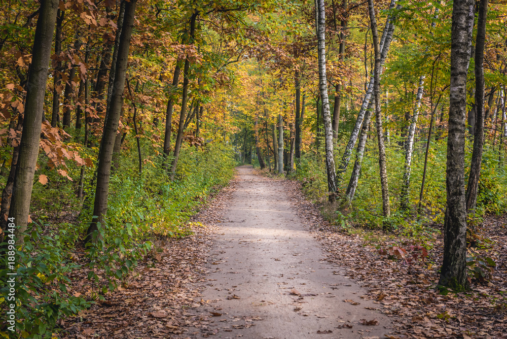 Road in National Park of Kampinos Forest in Masovia region of Poland