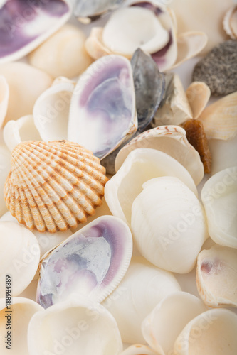 Background from a sea shells 