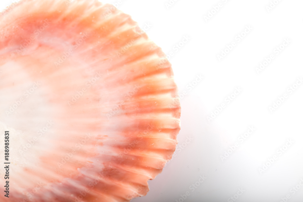 Close up photo of seashell on white background Close up photo of seashell on white background