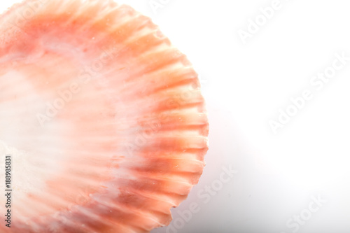 Close up photo of seashell on white background