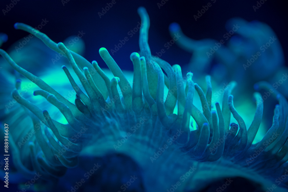 Elegance Coral
