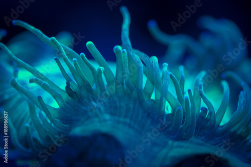 Obraz na płótnie Elegance Coral w salonie