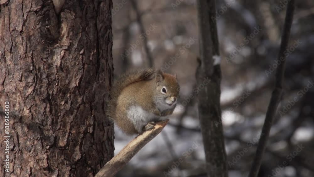 Red Squirrel sitting hunched on a Twig Slow Motion Red Squirrel sitting hunched on a Twig Slow Motion