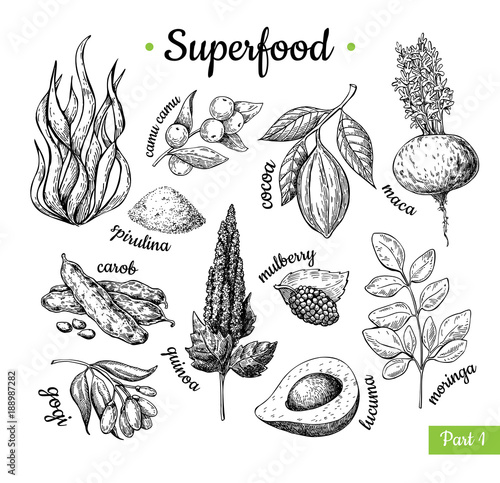 Superfood hand drawn vector illustration. Botanical isolated ske