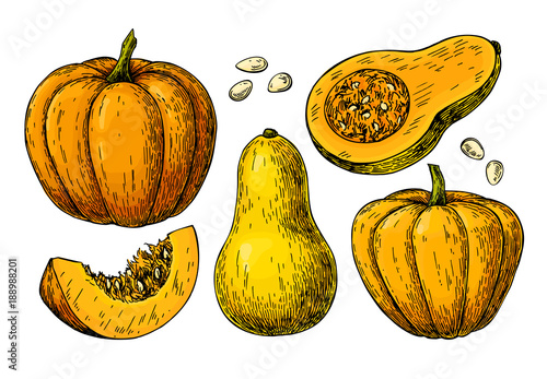 Pumpkin and butternut squash vector drawing set.