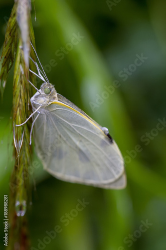 Butterflies in its natural environment , butterfly, green, purple, pink, white, rain, drop