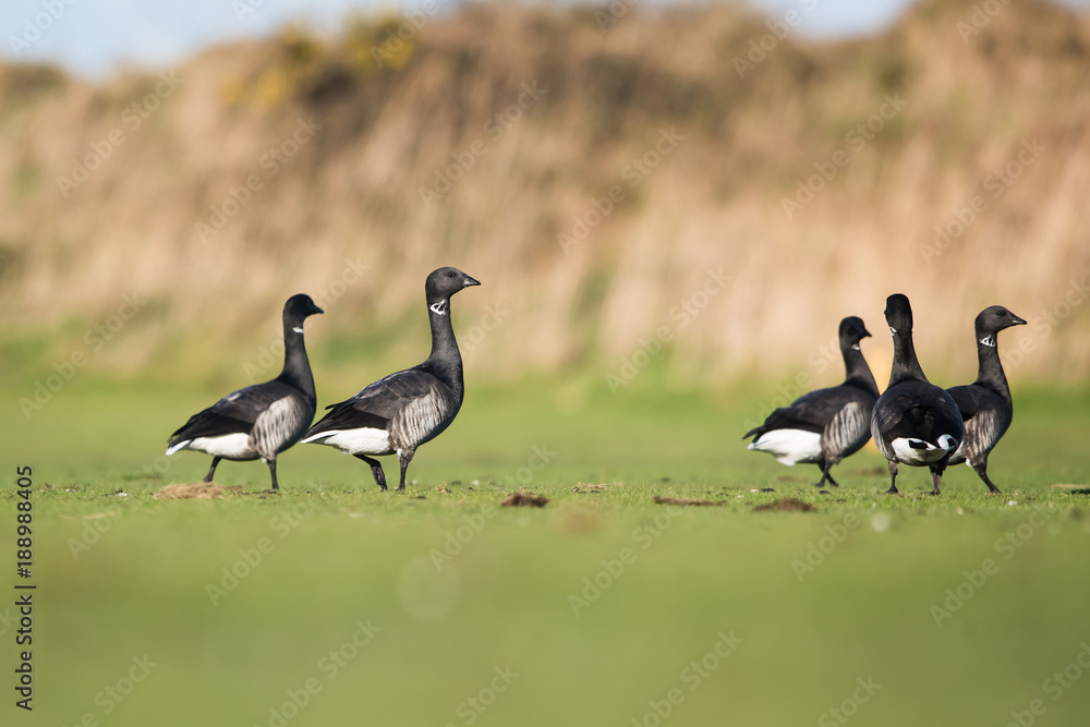 Brent Goose, Branta bernicla 