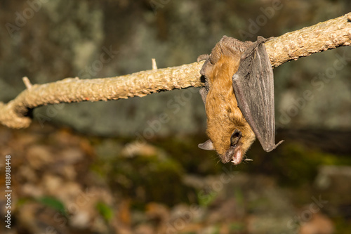A close up of a Big Brown Bat