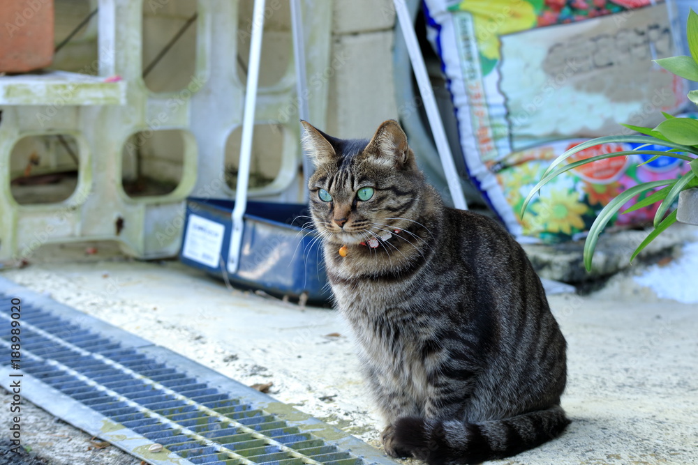 道端の猫