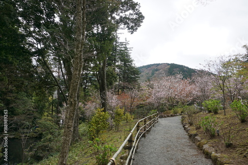 Nature walk through trees and gardens to look at Cherry Blossoms in Japan