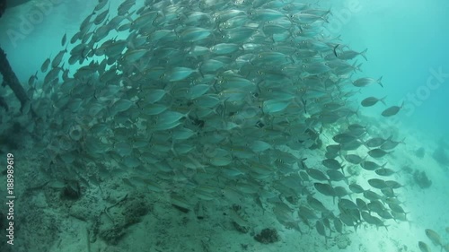 School of Scad Under Jetty in Alyui Bay, Raja Ampat photo