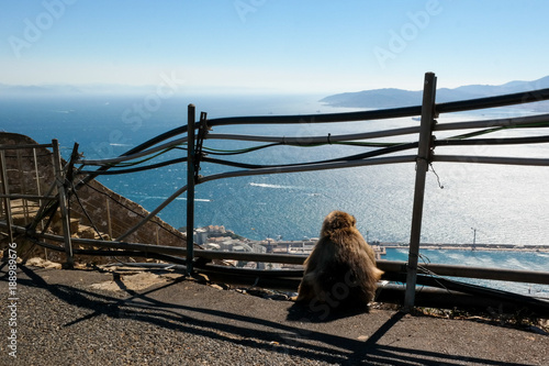 Monkey looks at the shore on Gibraltar, Missing the relatives