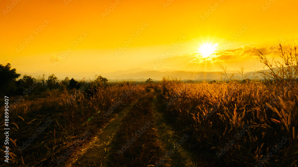 Rural road at sunset on high mountains..Golden sun and light through grass desho grass