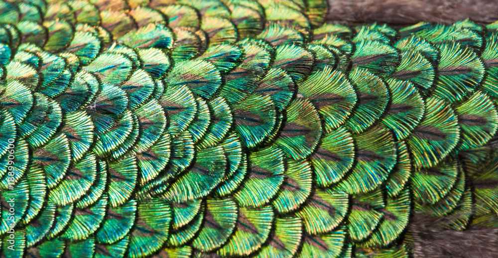 Fototapeta premium Peacocks, colorful details and beautiful peacock feathers.