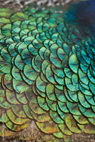 Fototapeta Naklejka Na Ścianę i Meble -  Peacocks, colorful details and beautiful peacock feathers.