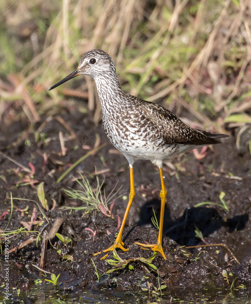 Lesser Yellowlegs Lesser Yellowlegs