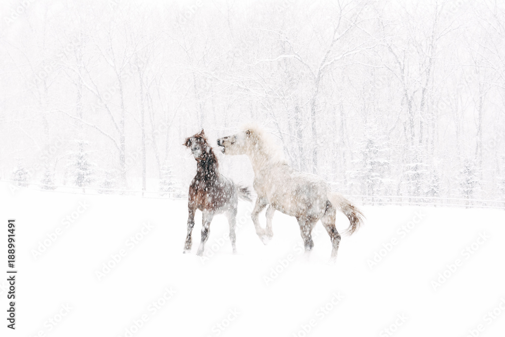 Fototapeta premium 冬の道産子