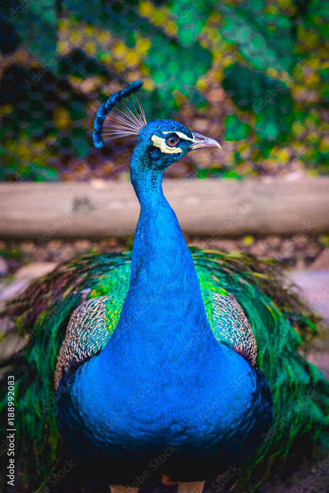 Obraz premium Peacock