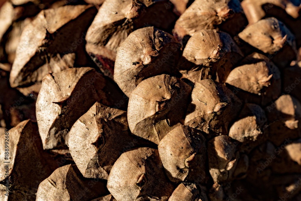 Pine cone up close